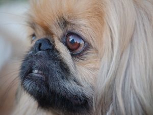 pekines-corte-pelo-peluqueria