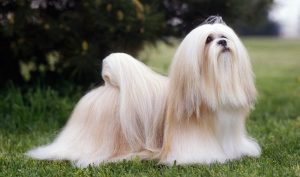 lhasa-apso-1-645mk062411