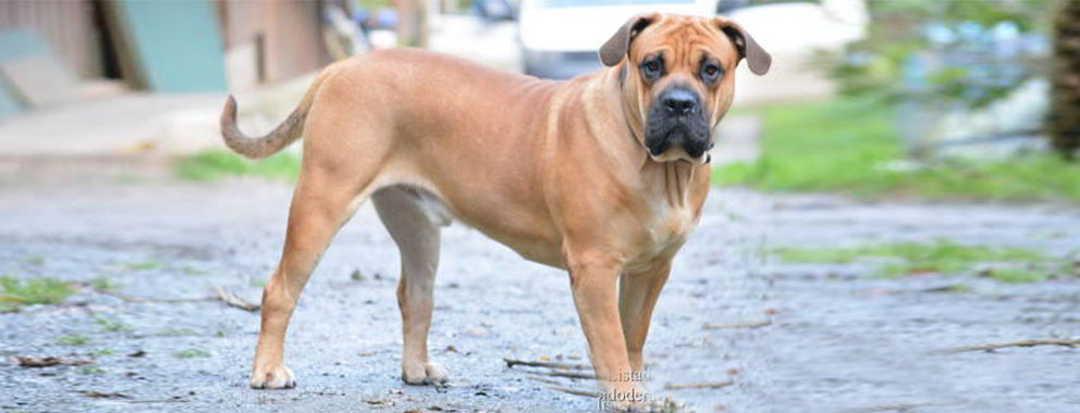 Resultado de imagen de Perro de Presa MallorquÃ­n