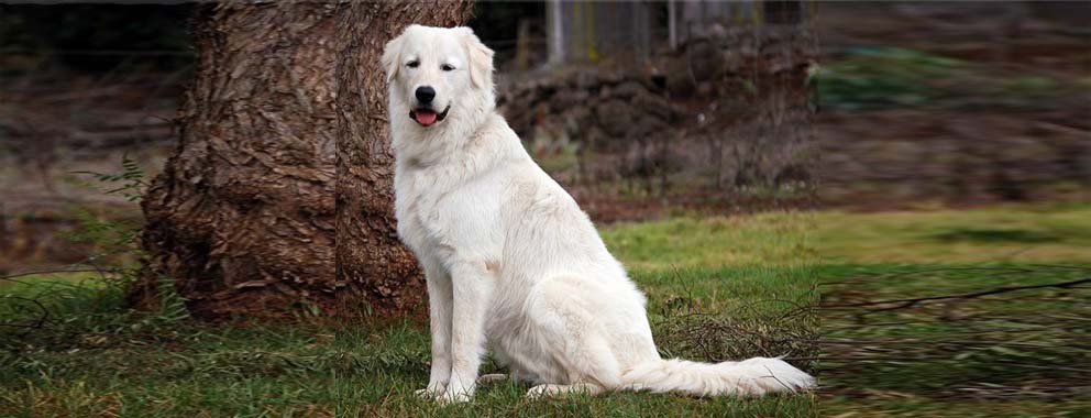 Perro Pastor de la Maremma y de los Abruzos - Canina Nacional ACCAM