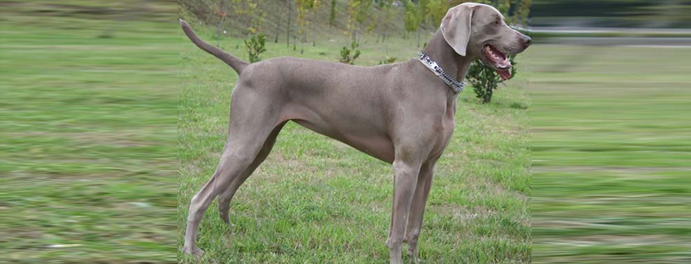 Weimaraner pelo corto