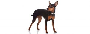 Canina Nacional ACCAM presenta el estandar de la raza