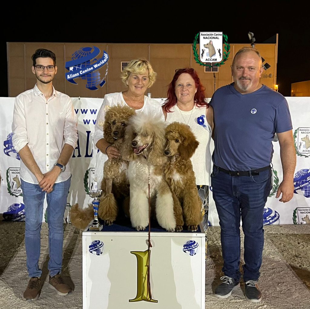 caniche gigante criador caniche gigante cachorros de caniche comprar caniche gigante caniche pelirrojo