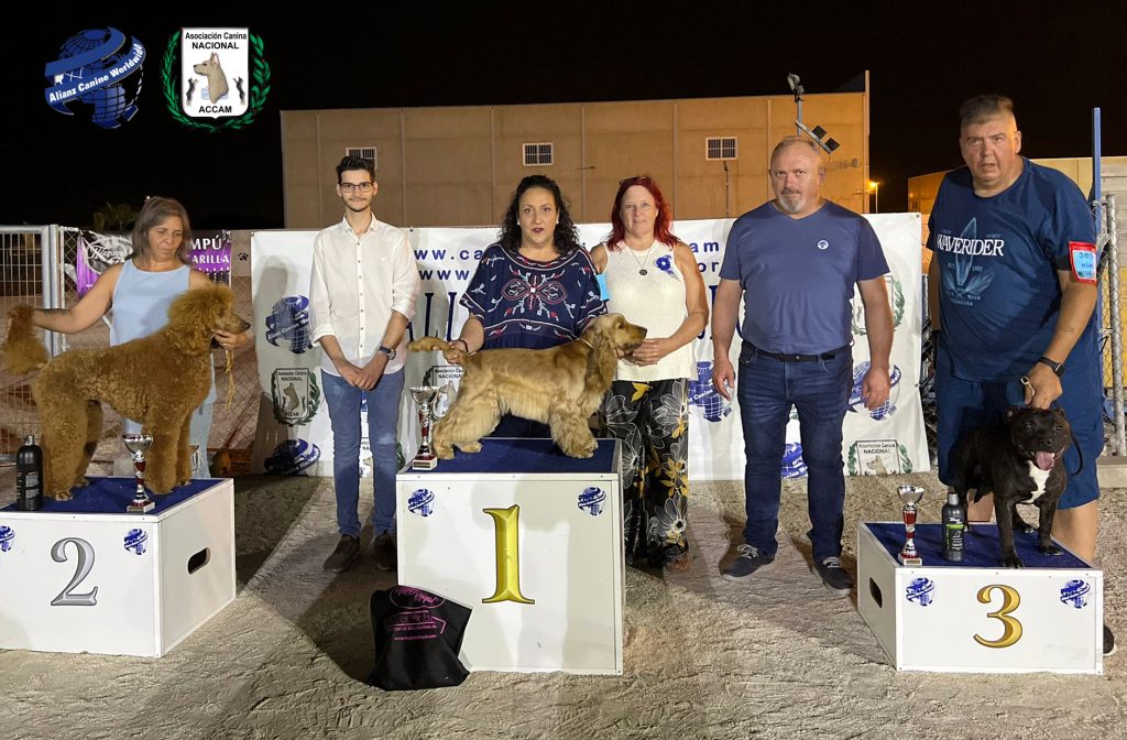 cocker spaniel ingles stafford shire bull terrier concurso canino jueces caninos
