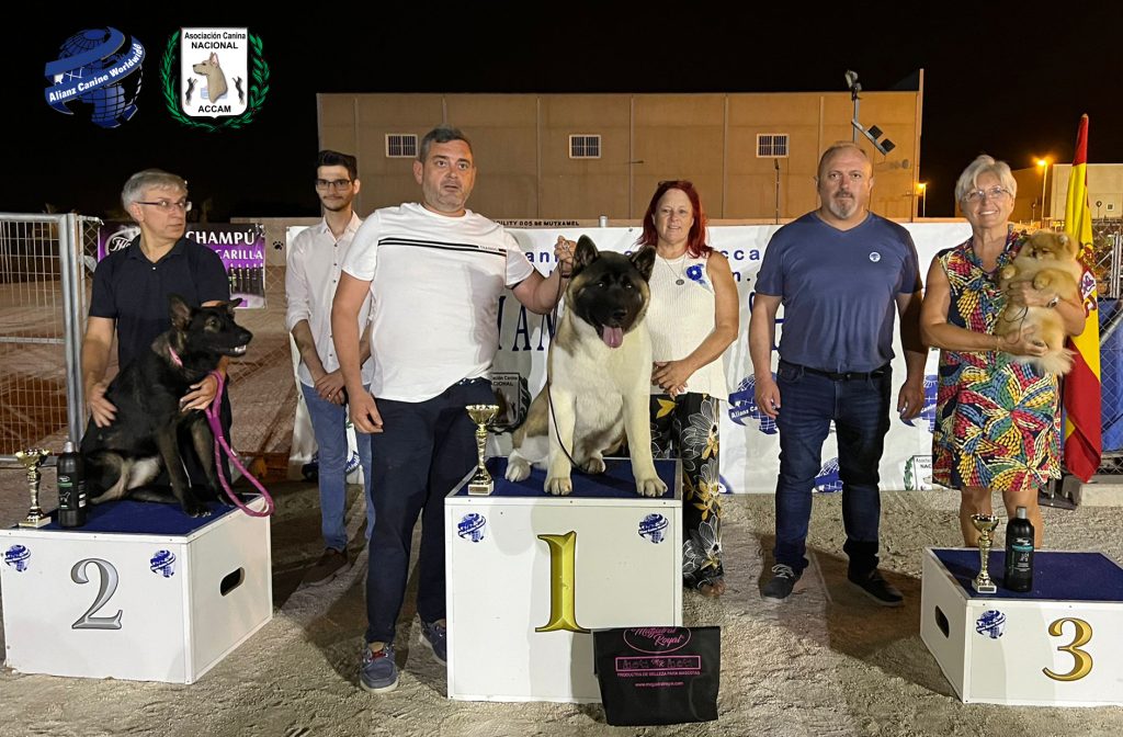cachorros los mejores perros de raza criadores responsables handler exposición canina real canina