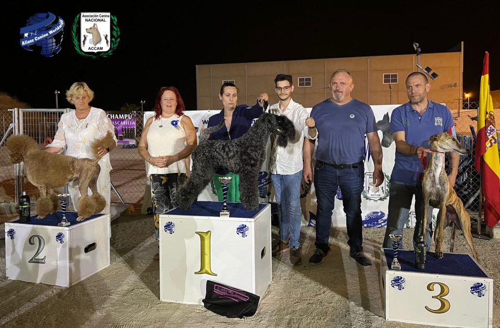 kerry blue galgo español caniche gigante mutxamel exposiciones caninas 