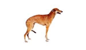Cuidados y estructura de la raza de perro American Staghound