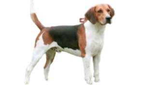 Cuidados caracter y estructura de la raza deperro Beagle Harrier