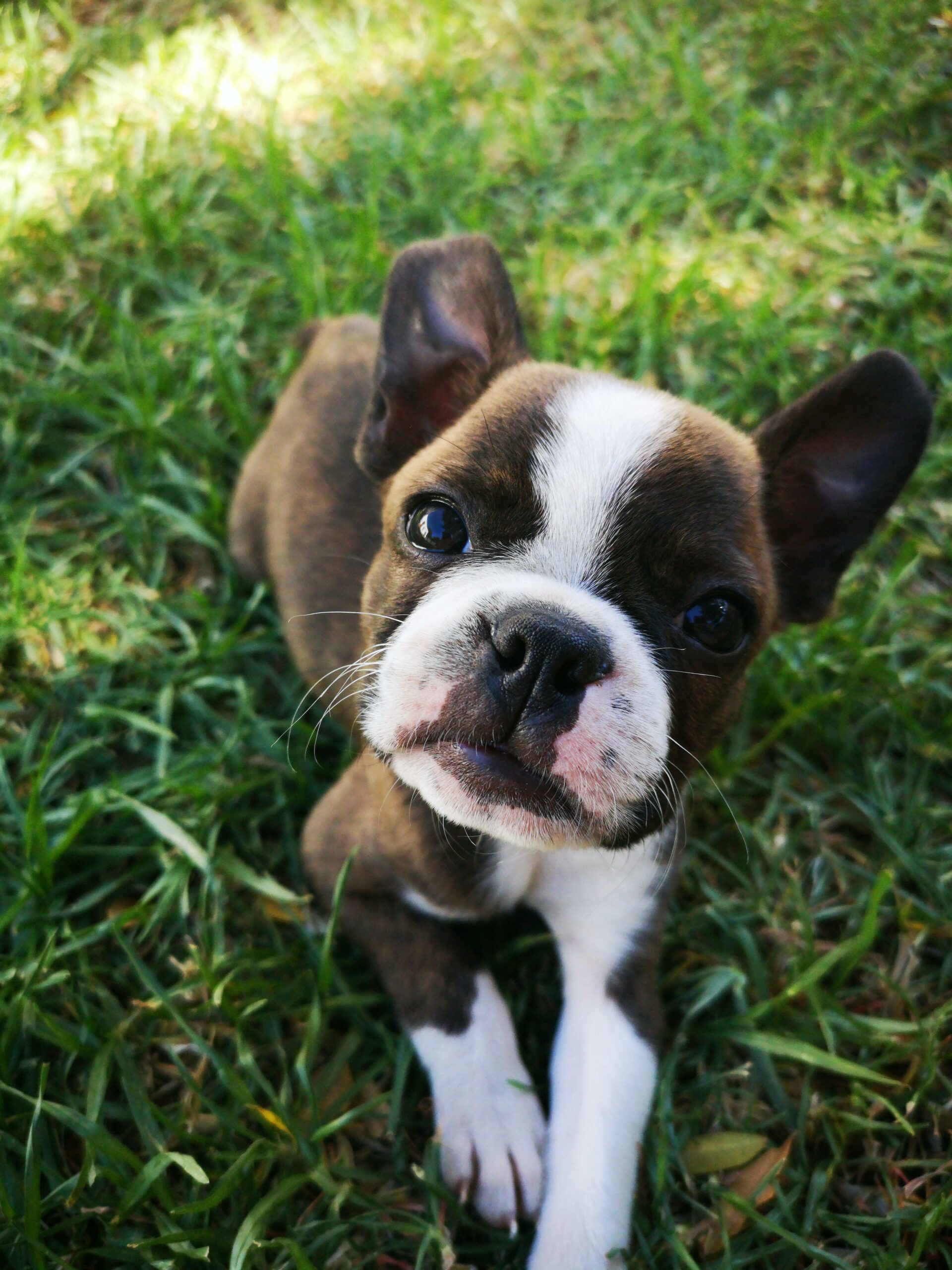 Encuentra el nombre que mejor se adapta a tu perro o mascota
