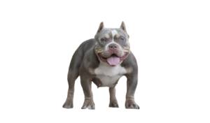 Caracter, estructura y cuidados del american bully