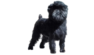 standard raza perro
