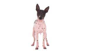 Descubre todo sobre esta raza de perro reconocida por ACCAM. Incluye personalidad, historia, salud y estándar de raza ACCAM