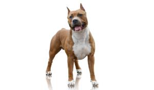 Descubre todo sobre el American Stafforshire, raza de perro reconocida por ACCAM. Incluye personalidad, historia, salud y estándar de raza ACCAM