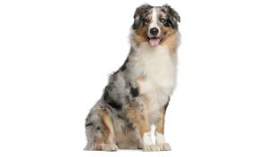 estructura de la raza Australian Shepherd por la Nacional Canina ACCAM