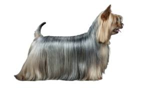 estructura standard de raza Australian Silky Terrier