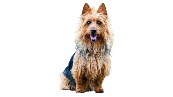 ACCAM presenta el estandar de la raza Australian_Terrier_