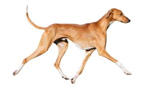 cuidados y estructura de azawakh por la nacional canina ACCAM