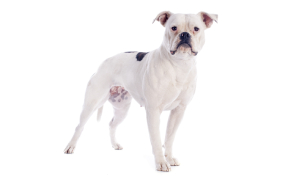 raza de perro reconocida por ACCAM. Incluye personalidad, historia, salud y estándar de raza ACCAM 