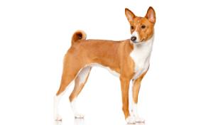 raza de perro reconocida por ACCAM. Incluye personalidad, historia, salud y estándar de raza ACCAM