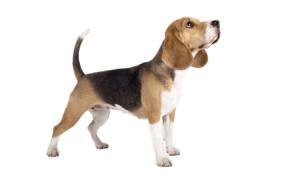 raza de perro reconocida por ACCAM. Incluye personalidad, historia, salud y estándar de raza ACCAM