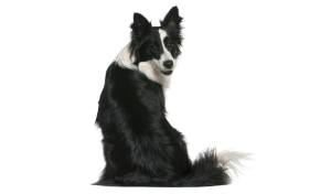 raza de perro reconocida por ACCAM. Incluye personalidad, historia, salud y estándar de raza ACCAM
