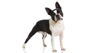 raza de perro reconocida por ACCAM. Incluye personalidad, historia, salud y estándar de raza ACCAM