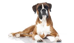 raza de perro reconocida por ACCAM. Incluye personalidad, historia, salud y estándar de raza ACCAM
