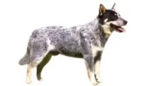raza de perro reconocida por ACCAM. Incluye personalidad, historia, salud y estándar de raza ACCAM