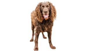 raza de perro reconocida por ACCAM. Incluye personalidad, historia, salud y estándar de raza ACCAM