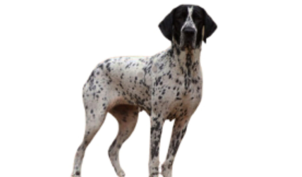 raza de perro reconocida por ACCAM. Incluye personalidad, historia, salud y estándar de raza ACCAM
