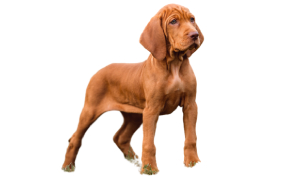 raza de perro reconocida por ACCAM. Incluye personalidad, historia, salud y estándar de raza ACCAM 