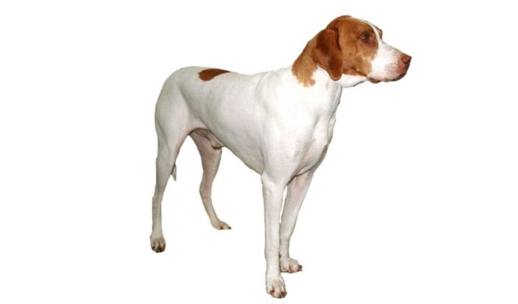 raza de perro reconocida por ACCAM. Incluye personalidad, historia, salud y estándar de raza ACCAM
