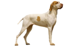 raza de perro reconocida por ACCAM. Incluye personalidad, historia, salud y estándar de raza ACCAM
