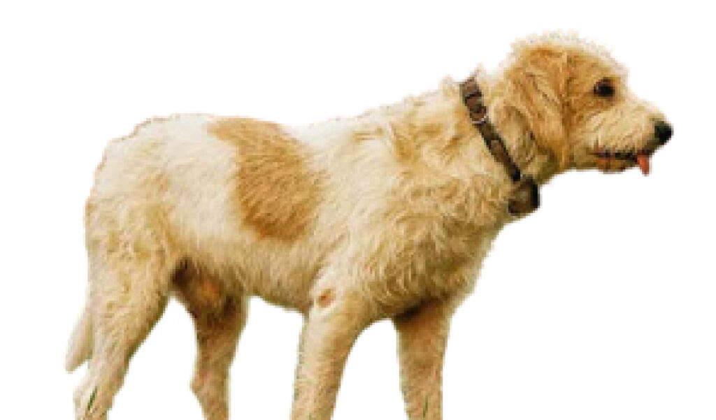 raza de perro reconocida por ACCAM. Incluye personalidad, historia, salud y estándar de raza ACCAM