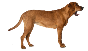 raza de perro reconocida por ACCAM. Incluye personalidad, historia, salud y estándar de raza ACCAM 
