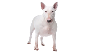 raza de perro reconocida por ACCAM. Incluye personalidad, historia, salud y estándar de raza ACCAM 