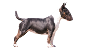 raza de perro reconocida por ACCAM. Incluye personalidad, historia, salud y estándar de raza ACCAM 