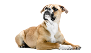 raza de perro reconocida por ACCAM. Incluye personalidad, historia, salud y estándar de raza ACCAM 