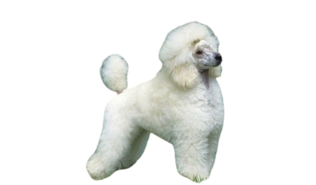 Caniche-Tea-Cup es una raza de perro reconocida por ACCAM. Incluye personalidad, historia, salud y estándar de raza ACCAM