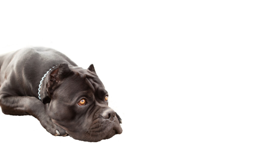 raza de perro reconocida por ACCAM. Incluye personalidad, historia, salud y estándar de raza ACCAM