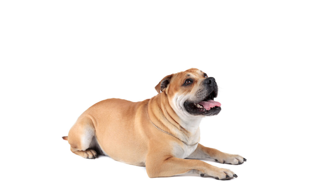 raza de perro reconocida por ACCAM. Incluye personalidad, historia, salud y estándar de raza ACCAM