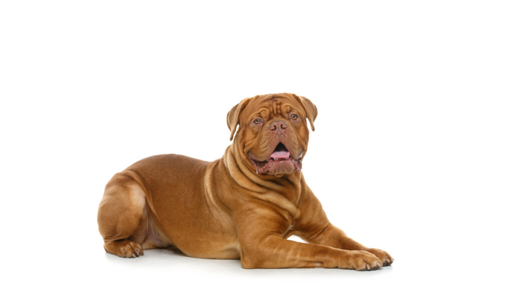raza de perro reconocida por ACCAM. Incluye personalidad, historia, salud y estándar de raza ACCAM