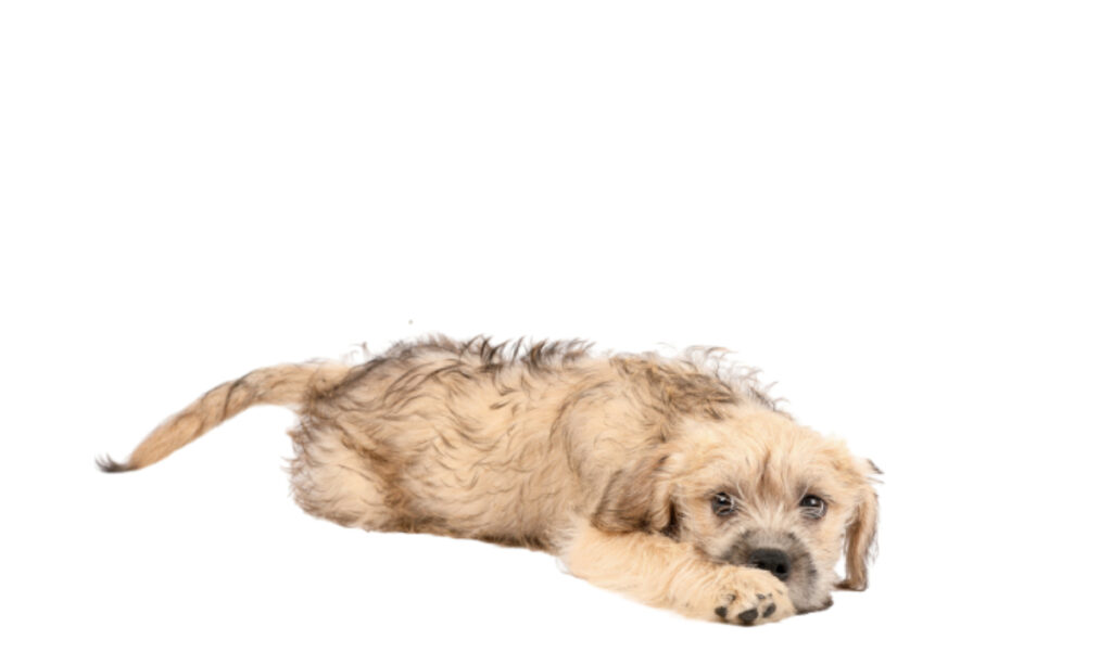 Dutch_Smoushond es una raza de perro reconocida por ACCAM. Incluye personalidad, historia, salud y estándar de raza ACCAM
