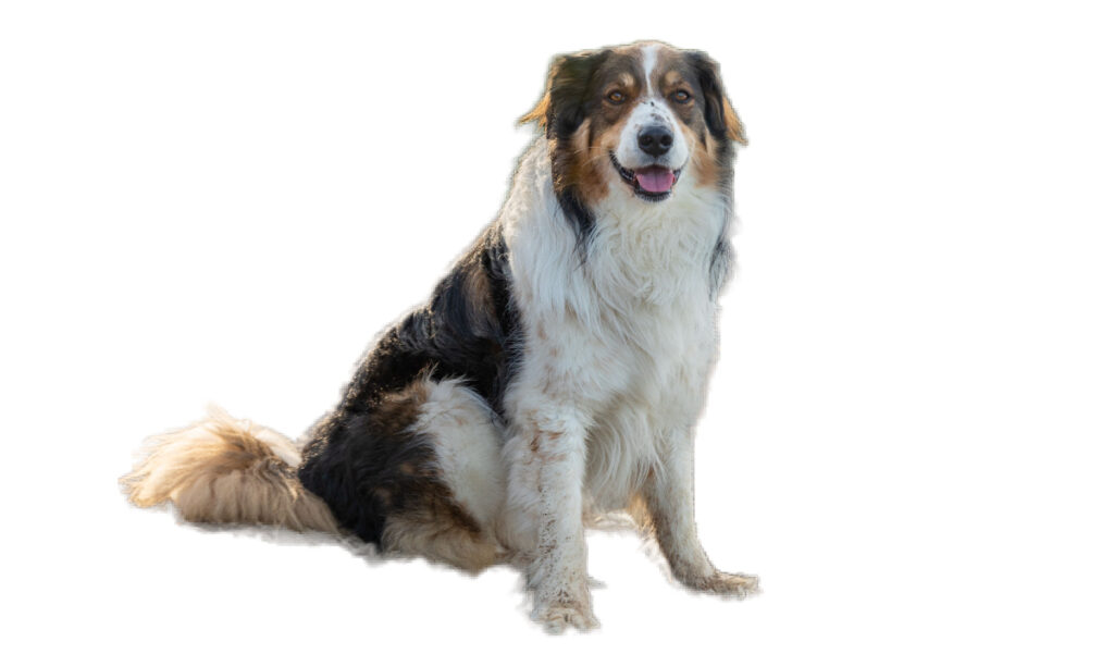 Estándar de la raza de perro English Shepherd