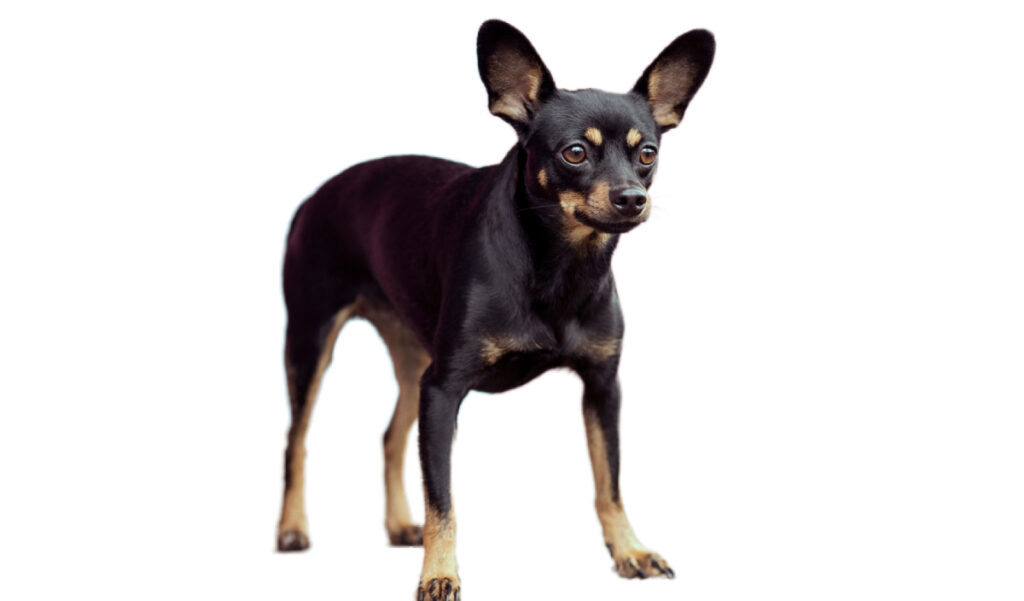 Estándar de la raza de perro English Toy Terrier