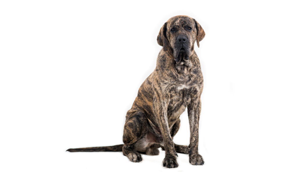 Estándar de la raza de perro Fila Brasileño