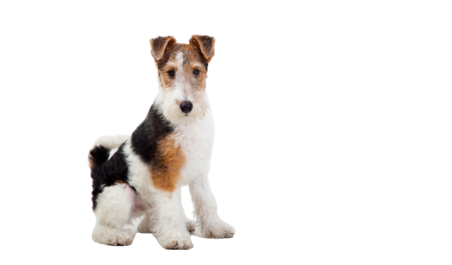 Estándar de la raza de perro Fox Terrier de pelo duro