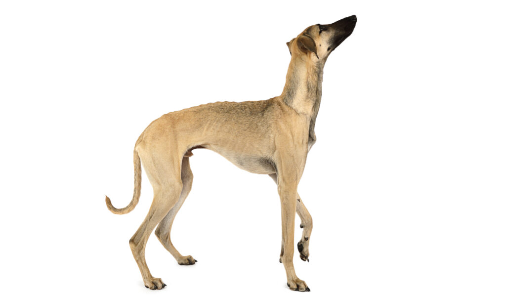 Estándar de la raza de perro Galgo Arabe (El Sloughi)