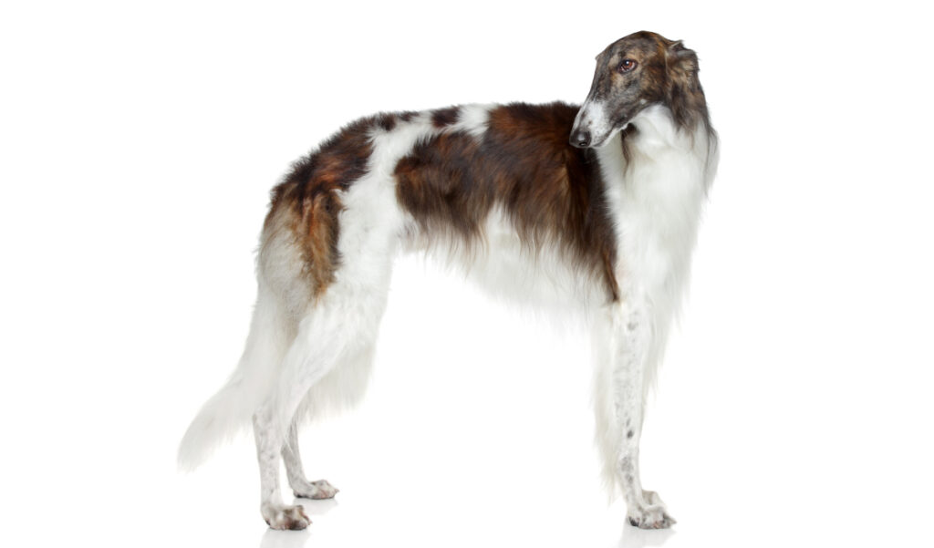 Estándar de la raza de perro Galgo Ruso