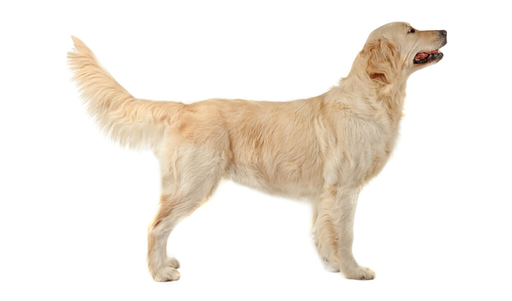 Estándar de la raza de perro Golden Retriever